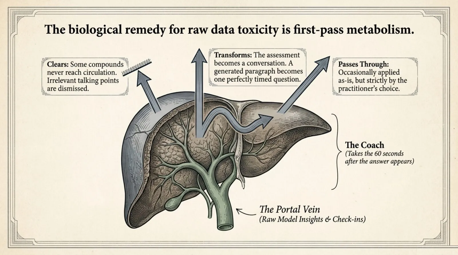 An engraved liver diagram titled "The biological remedy for raw data toxicity is first-pass metabolism." The portal vein carries raw model insights and check-ins into the coach, who takes the sixty seconds after the answer appears: clearing irrelevant talking points, transforming an assessment into one perfectly timed question, and passing a little through strictly by choice.