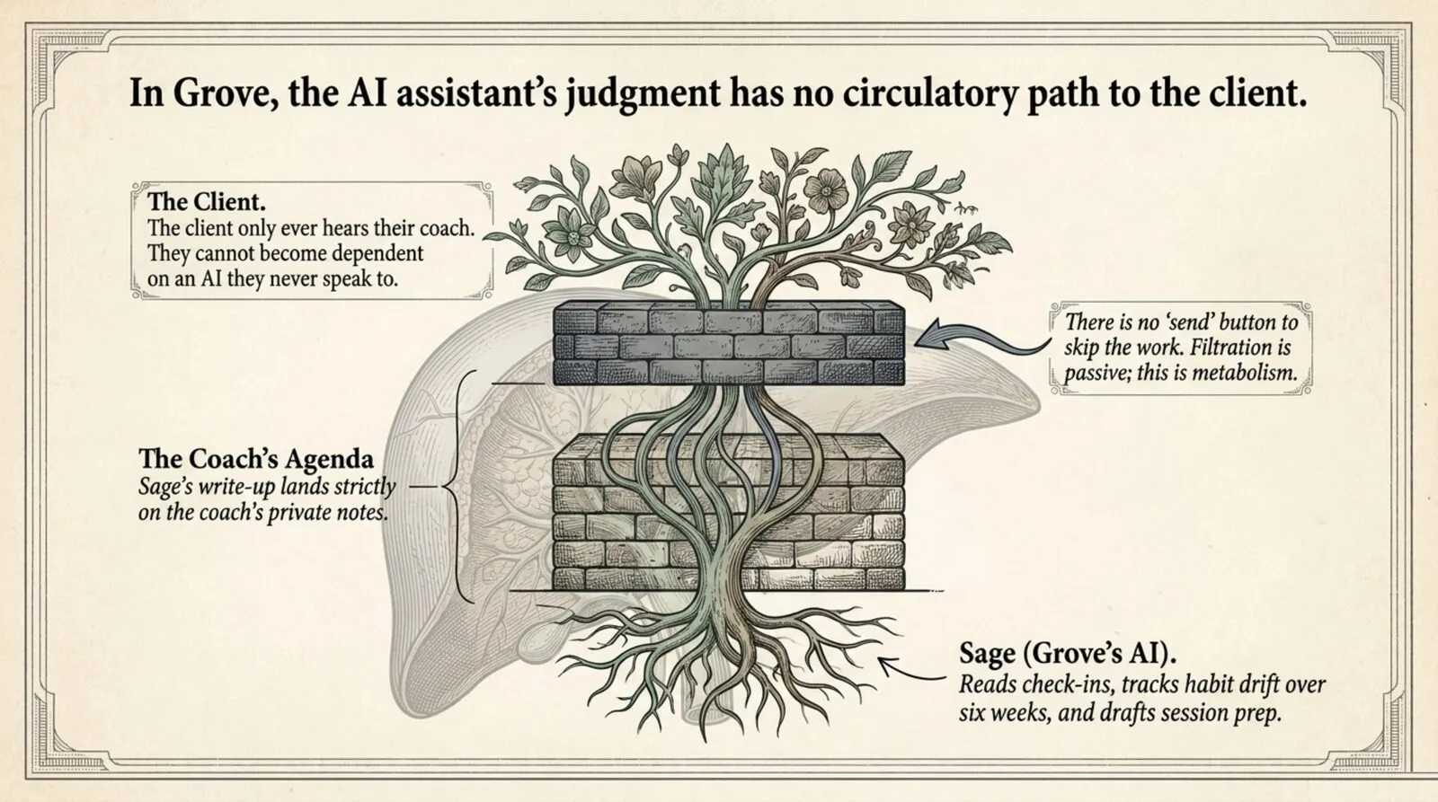 An engraving of a flowering plant growing through two brick walls, titled "In Grove, the AI assistant's judgment has no circulatory path to the client." Sage reads check-ins and drafts session prep at the roots; its write-up lands strictly on the coach's agenda; the client only ever hears their coach. A note reads: there is no send button to skip the work; filtration is passive, this is metabolism.