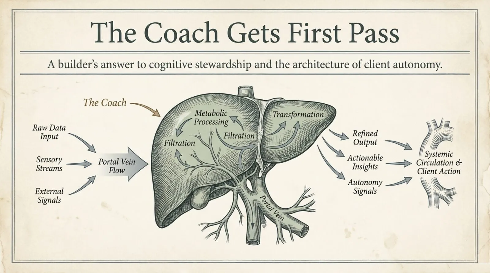 A vintage anatomical engraving titled 'The Coach Gets First Pass,' subtitled 'A builder's answer to cognitive stewardship and the architecture of client autonomy.' Raw data input, sensory streams, and external signals flow through a portal vein into a liver labeled The Coach, where filtration, metabolic processing, and transformation turn them into refined output, actionable insights, and autonomy signals reaching systemic circulation and client action.