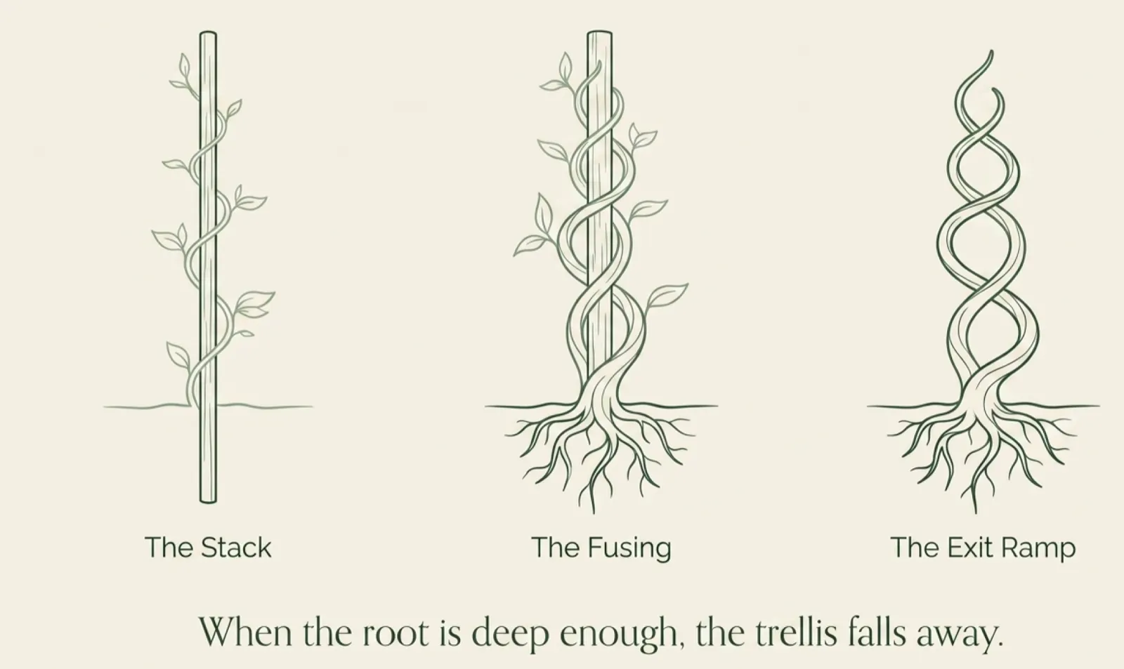 A three-panel botanical illustration showing the same trellis at three stages. Panel one, "The Stack," shows a young vine climbing a slender wooden trellis. Panel two, "The Fusing," shows the vine thickening, with roots reaching into the ground. Panel three, "The Exit Ramp," shows a mature, self-supporting vine in the shape of the original trellis, with no trellis visible. Footer: "When the root is deep enough, the trellis falls away."